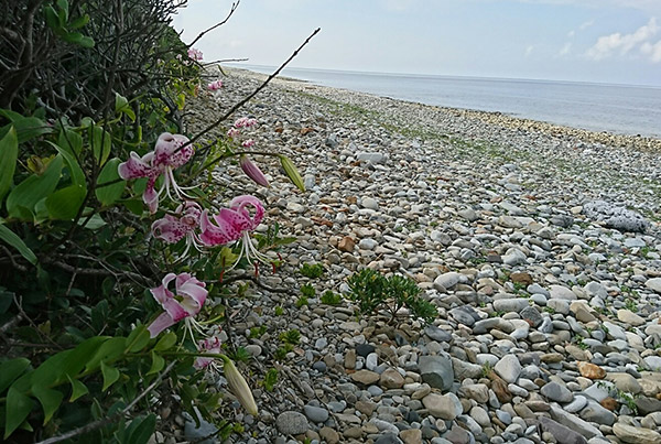 浜辺に咲くカノコユリ