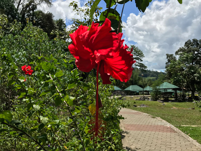 マレーシアの国花　ハイビスカス