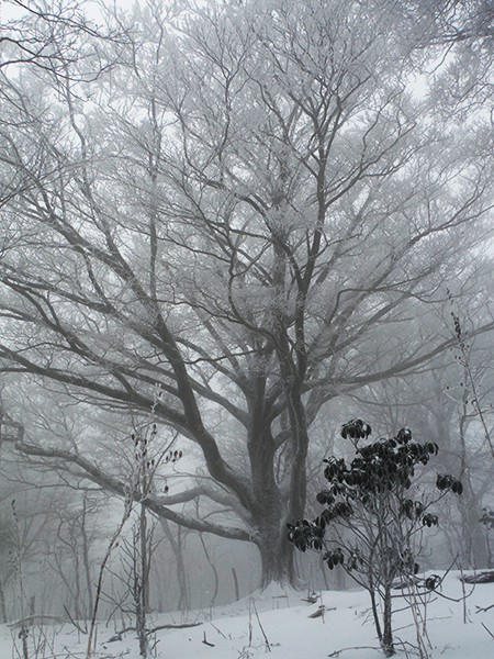 樹氷に覆われた大木