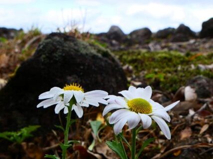 磯間嶽に咲くチョウセンノギク　フィールドNOW