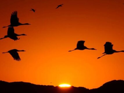 出水の万羽ヅル　フィールドNOW