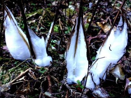 白髪岳のシモバシラ　フィールドNOW