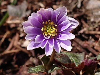 くじゅう山麓に咲くお花たち　フィールドNOW