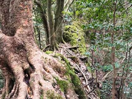 3月8日 峰入古道(貝釣～陣尾山)に行ってきました