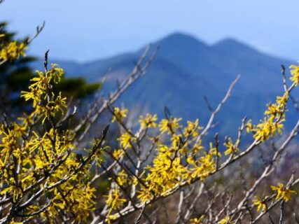 大浪池のマンサク　フィールドNOW