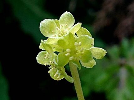 阿蘇山麓のお花たち　フィールドNOW