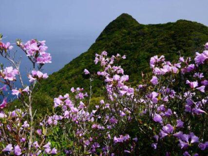 鼻山のノマツツジ　フィールドNOW