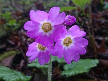鰐塚山のお花たち　フィールドNOW