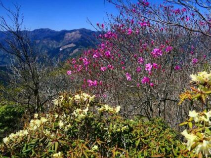 祇園山の春　フィールドNOW