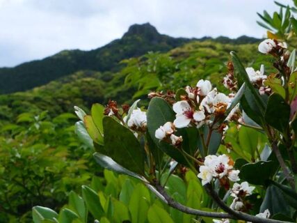 花の名山　磯間嶽　フィールドNOW