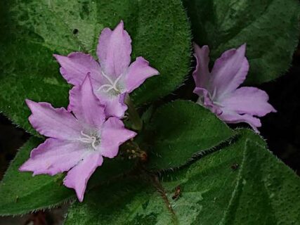 霧島山麓のお花たち　フィールドNOW