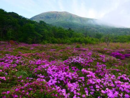 霧島鹿ケ原のミヤマキリシマ　フィールドNOW