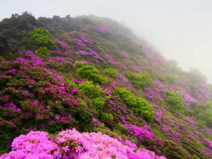 韓国岳のミヤマキリシマ　フィールドNOW