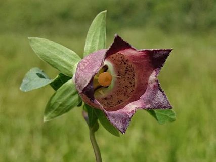 阿蘇山麓のお花たち　フィールドNOW