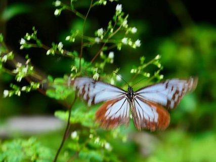 白髪岳のお花たち　フィールドNOW