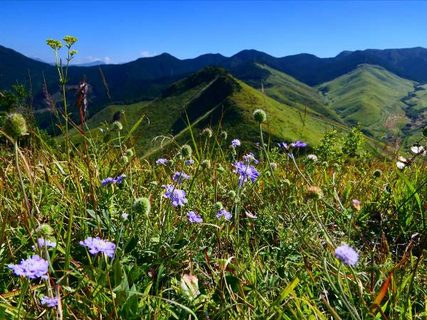 阿蘇一ノ峯のお花たち　フィールドNOW