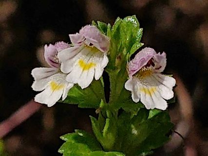 阿蘇くじゅう山麓のお花たち　フィールドNOW