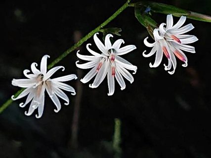 霧島山麓の秋のお花たち　フィールドNOW